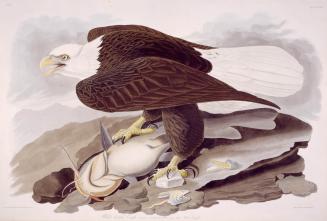 White-headed Eagle