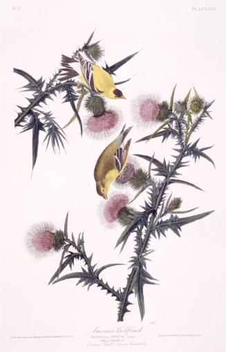 American Goldfinch