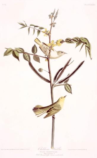 Children's Warbler