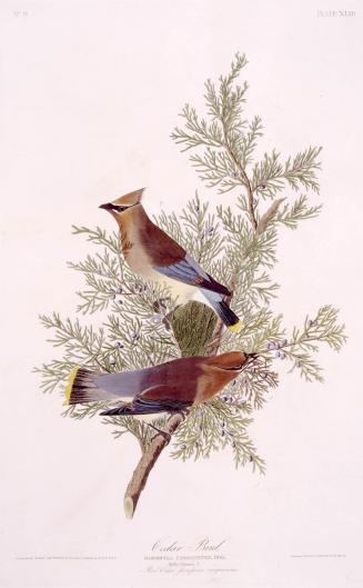 Cedar Bird