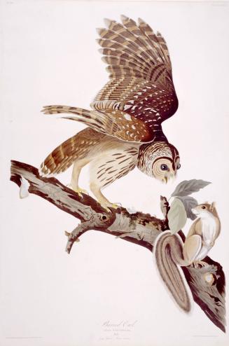 Barred Owl