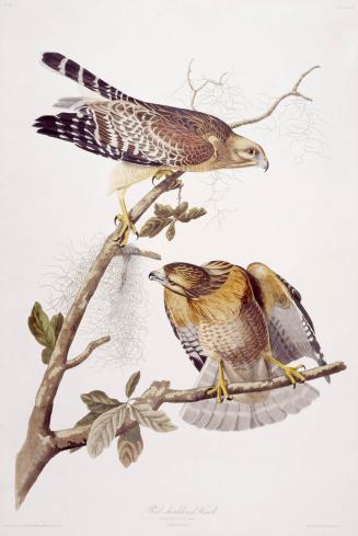 Red-shouldered Hawk