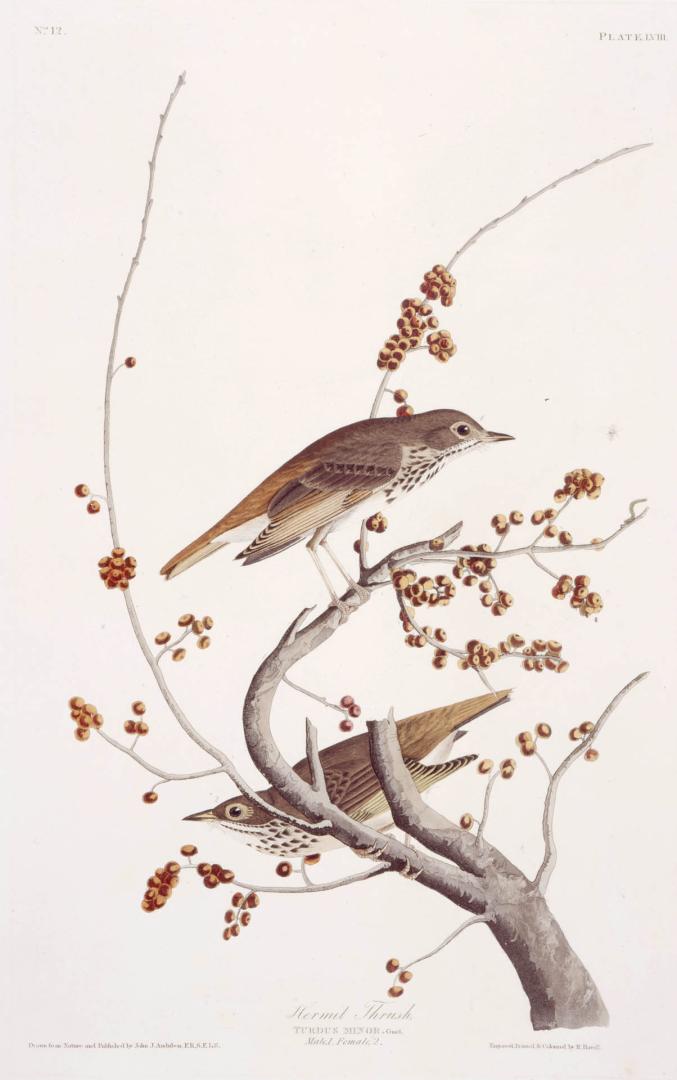 Hermit Thrush