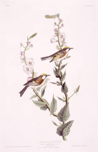 Chestnut-sided Warbler