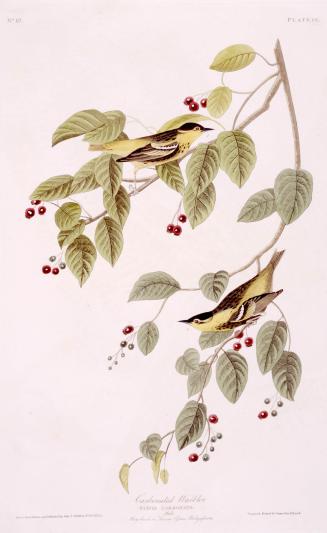 Carbonated Warbler