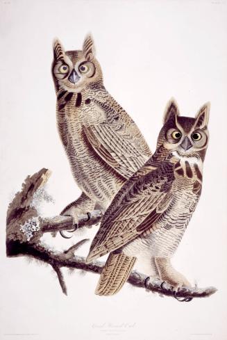 Great Horned Owl