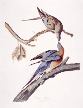 Passenger pigeon