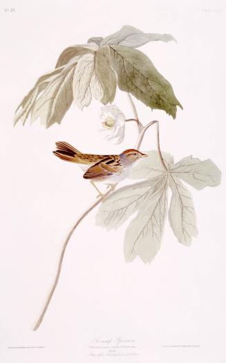 Swamp sparrow