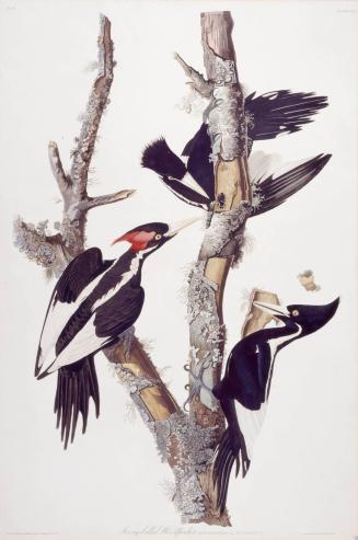 Ivory-billed Woodpecker