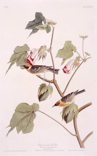 Bay-breasted Warbler