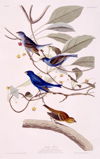 Indigo Bird