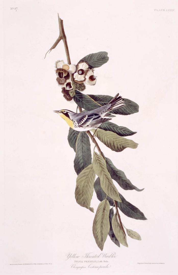 Yellow Throated Warbler