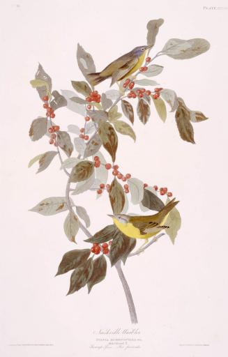 Nashville Warbler