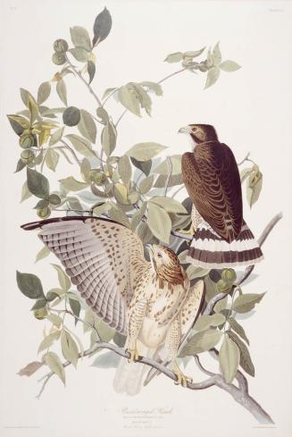 Broad-winged Hawk