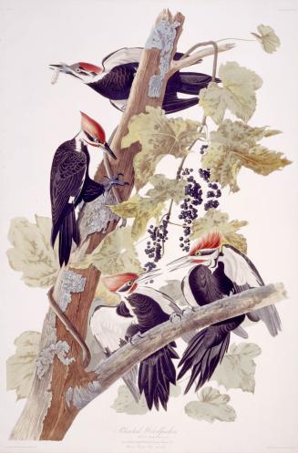 Pileated Woodpecker