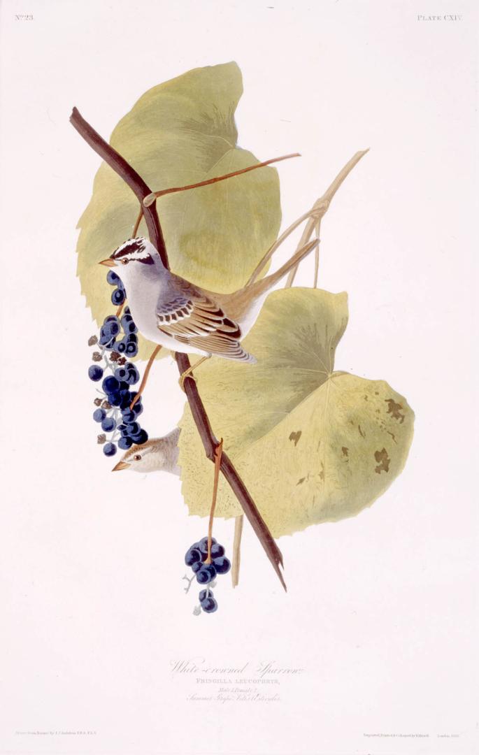 White-crowned Sparrow