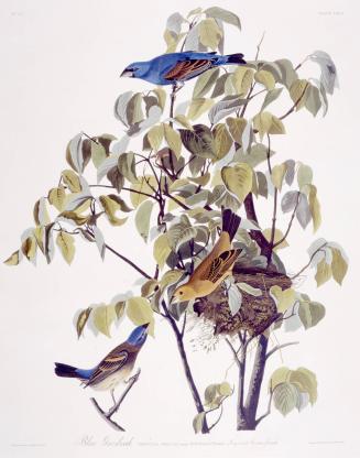 Blue Grosbeak