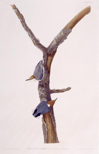 Brown-headed Nuthatch