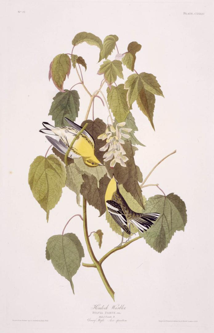 Hemlock Warbler