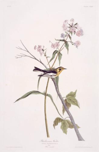 Blackburnian Warbler