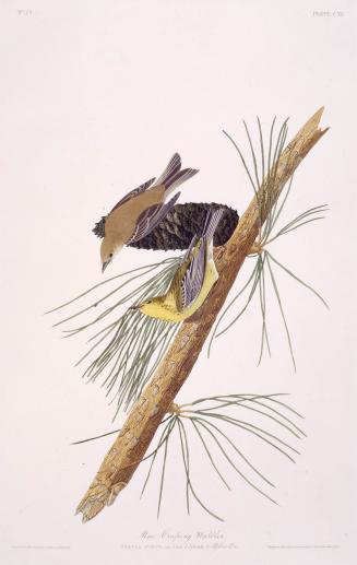 Pine Creeping Warbler