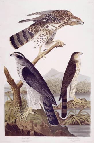 1. Goshawk, 2. Stanley Hawk