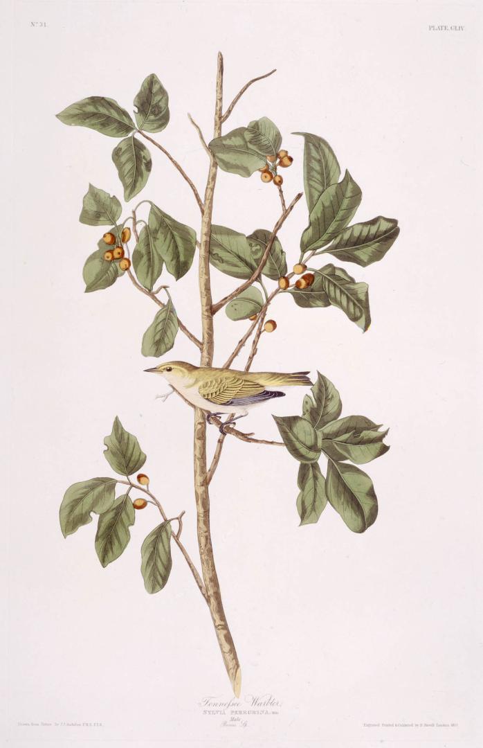 Tennessee Warbler