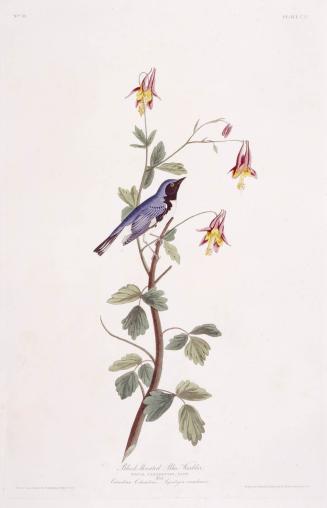 Black-throated Blue Warbler