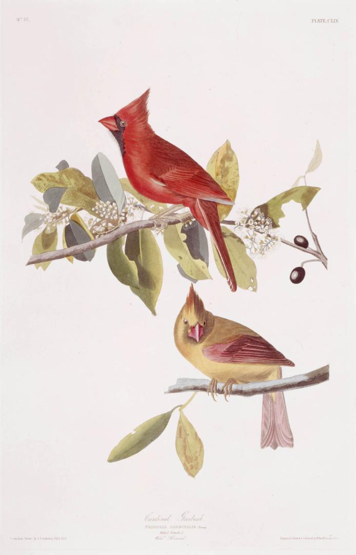 Cardinal Grosbeak