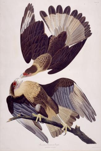 Brasilian Caracara Eagle