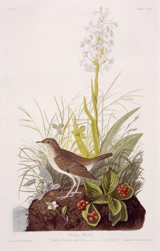 Tawny Thrush