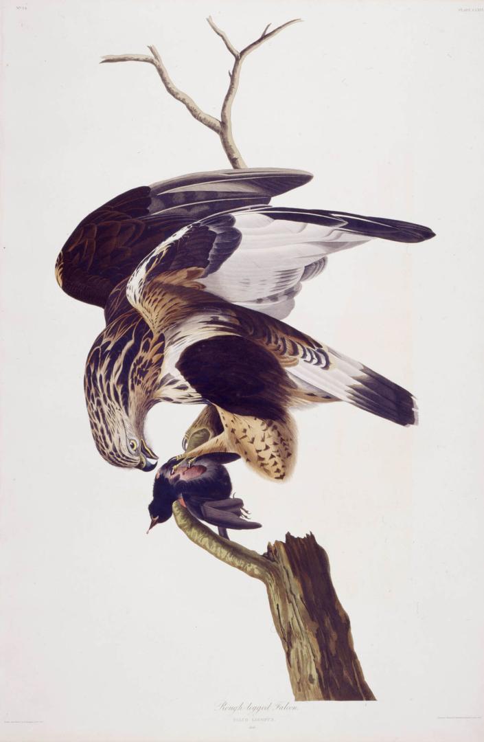 Rough-legged Falcon