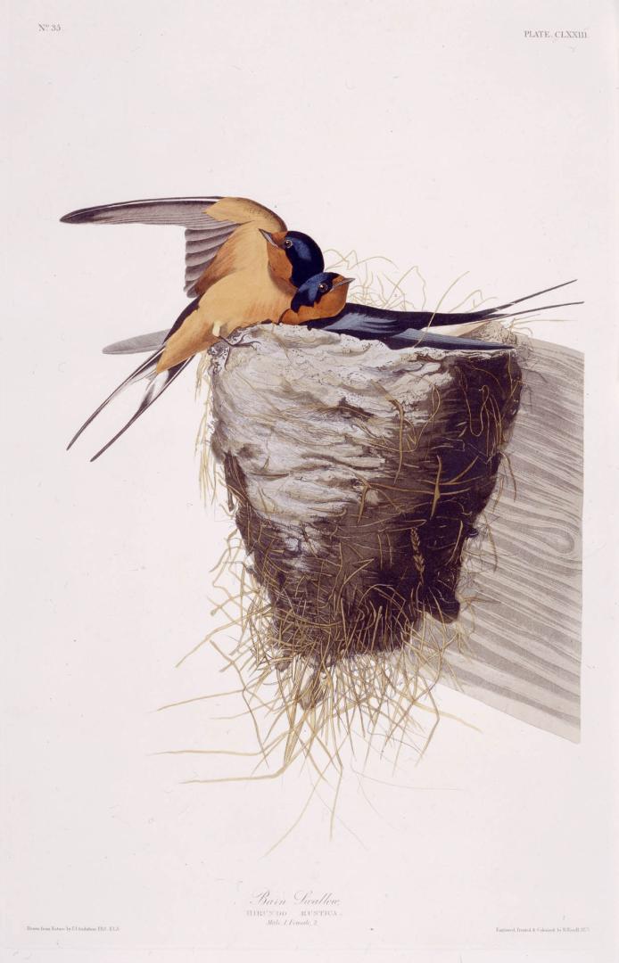 Barn Swallow