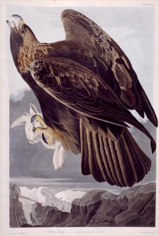 Golden Eagle