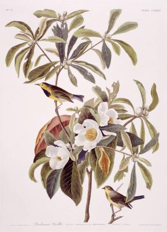 Bachman's Warbler