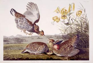 Pinnated grouse