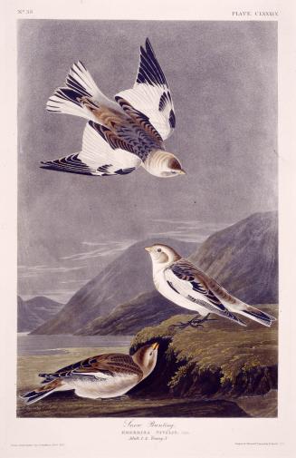 Snow Bunting