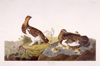 Willow grouse