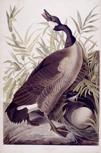 Canada Goose