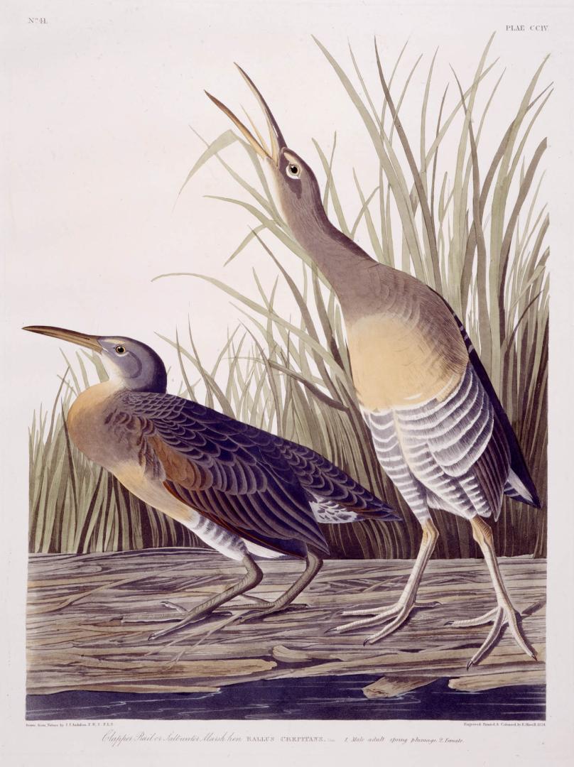 Clapper Rail or Salt-water Marsh hen