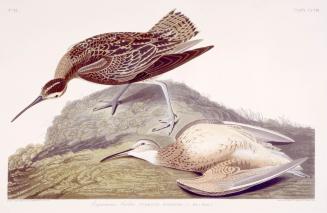 Esquimaux Curlew