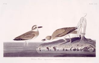 Wilson's Plover