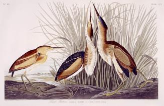 Least Bittern