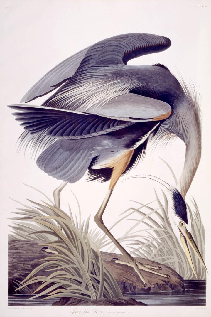 Great blue Heron