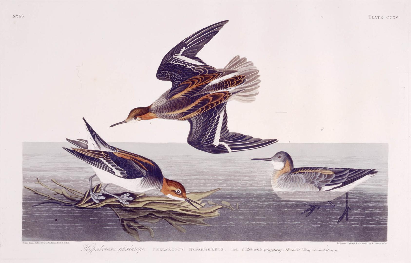 Hyperborean phalarope