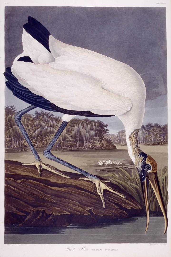 Wood Ibis