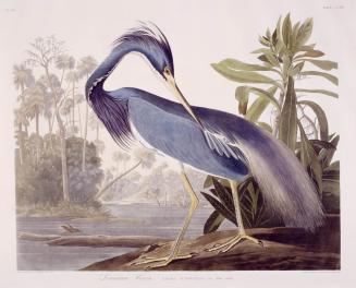 Louisiana Heron