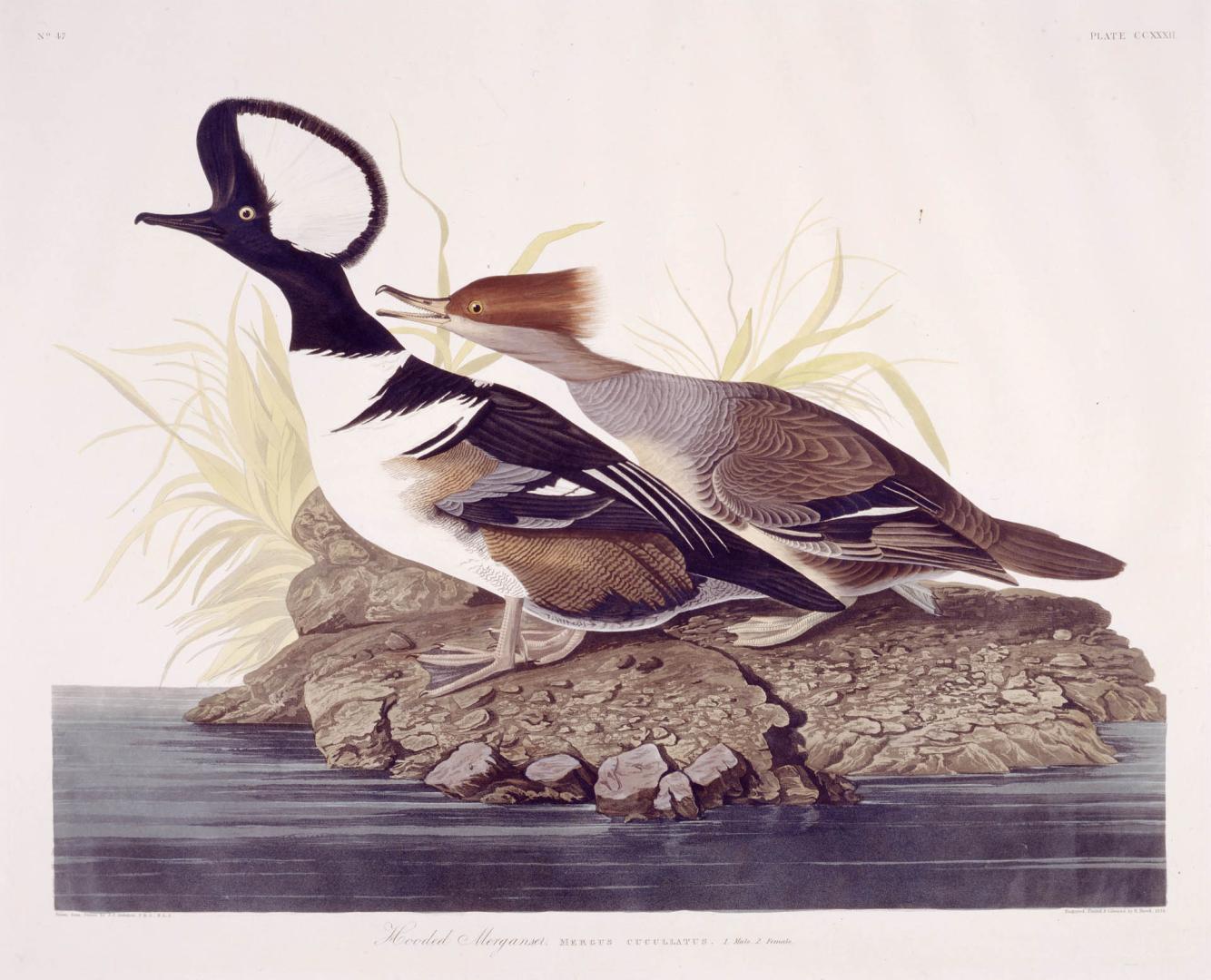 Hooded Merganser