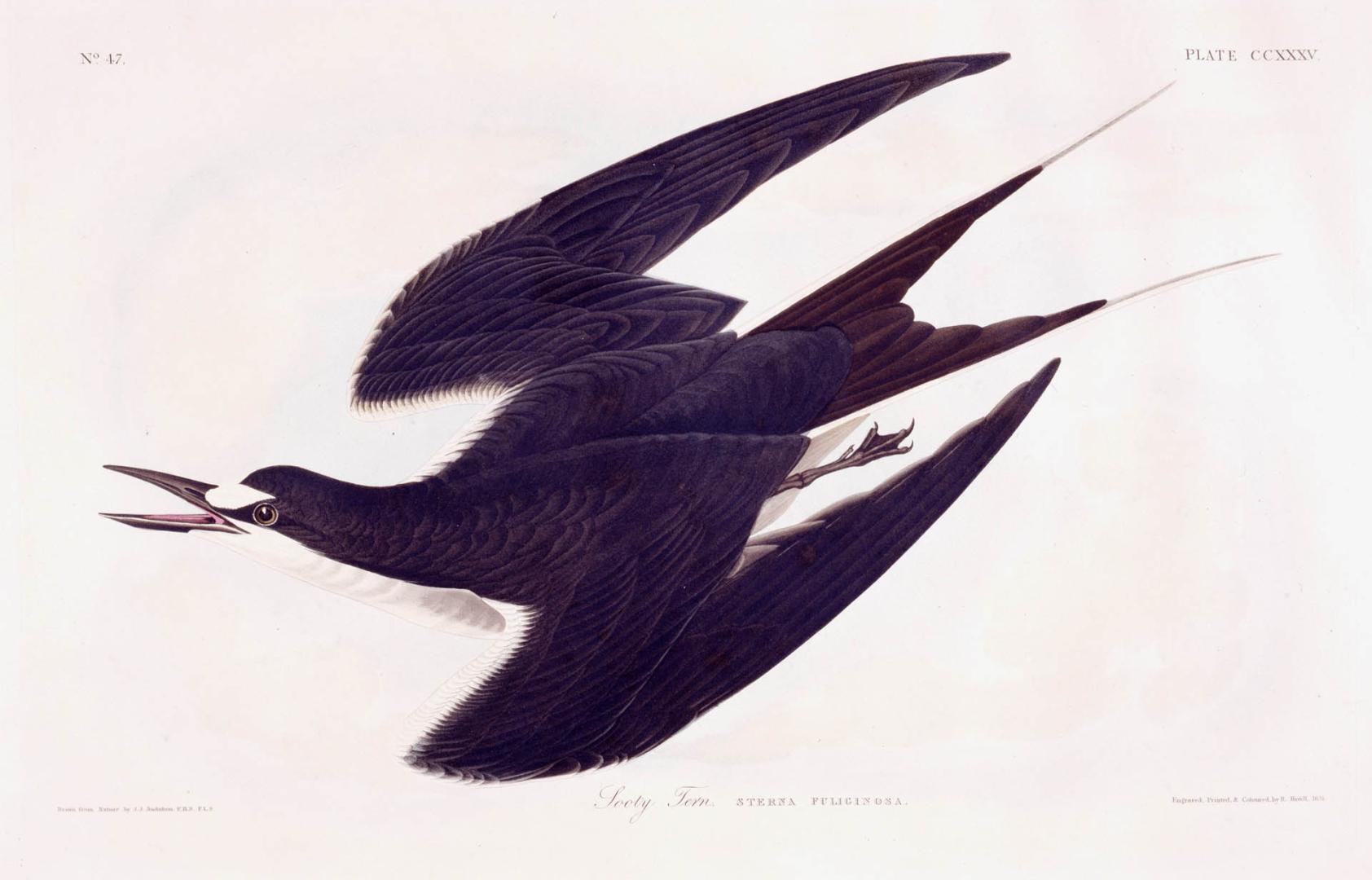 Sooty Tern