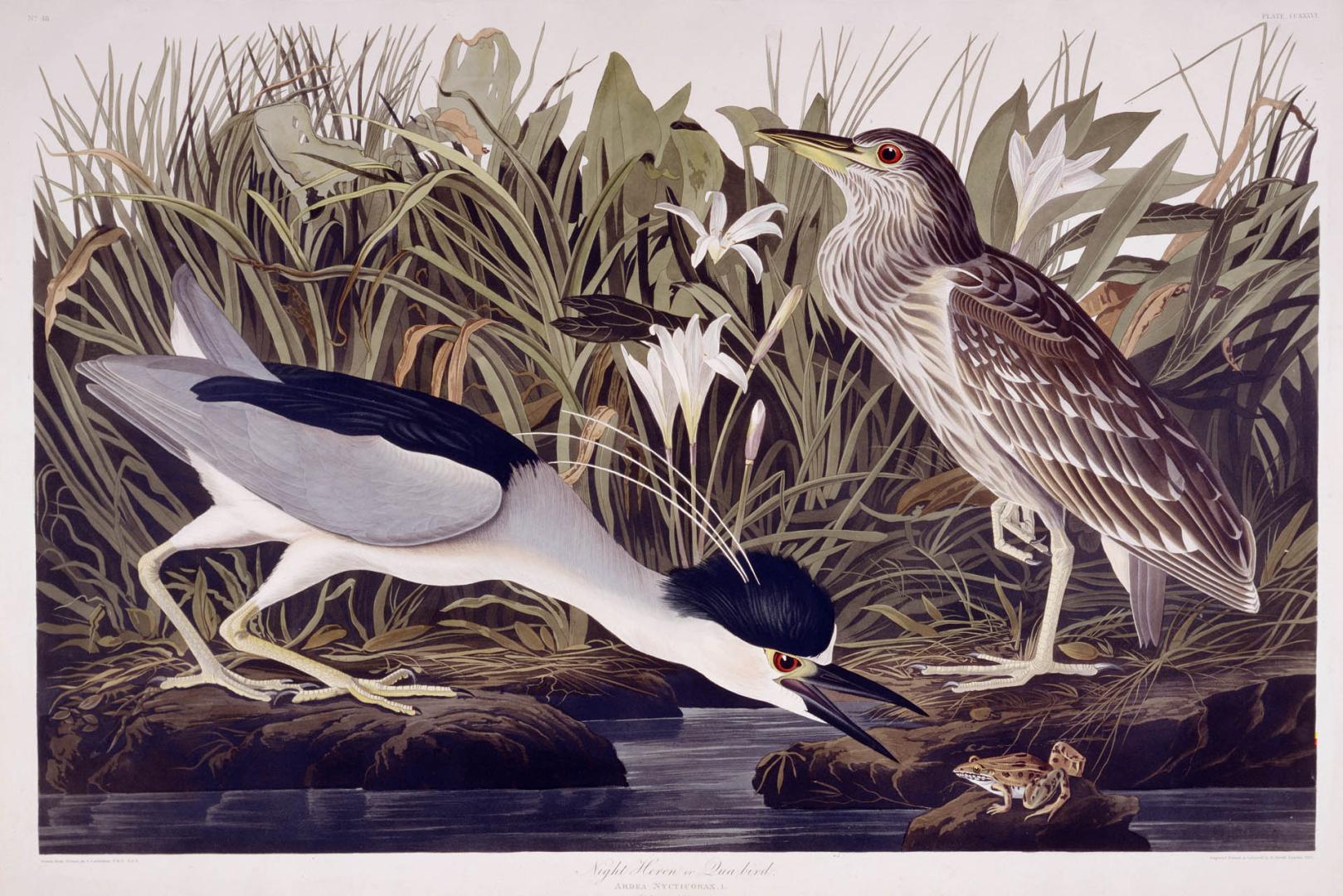 Night Heron or Qua bird